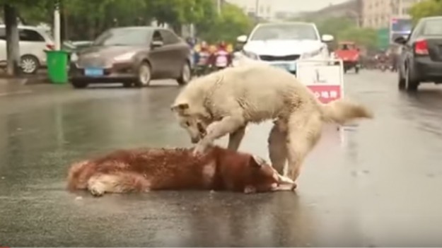 RMF Extra: Ten film złamie wam serce. Pies próbuje obudzić martwego przyjaciela