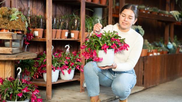 RMF Extra: Podlewam grudnik raz w miesiącu. Kaktus Bożego Narodzenia pięknie kwitnie, bo dodaję do wody jeden składnik z apteczki