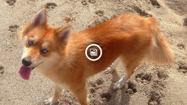 RMF Extra: Czy to pies, czy to lis?