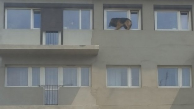 RMF Extra: Przerażony pies na parapecie na szóstym piętrze. "Sam otworzył okno"
