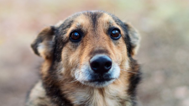 RMF Extra: Schronisko z Krakowa prosi o pomoc! Psy pilnie potrzebują domów!