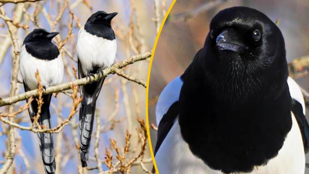 RMF Extra: Dlatego sroka puka w okno. Mało kto wie, co oznacza jej pojawienie się w pobliżu domu