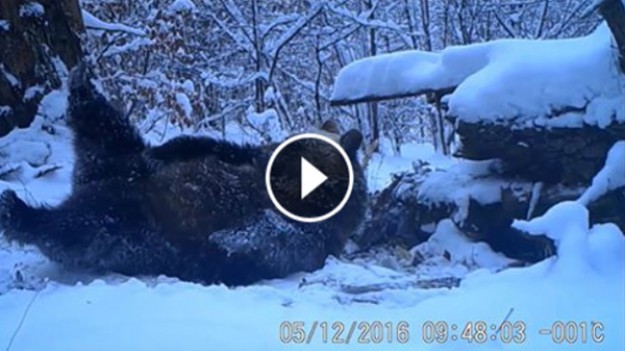RMF Extra: Bieszczadzki niedźwiadek szaleje na śniegu!