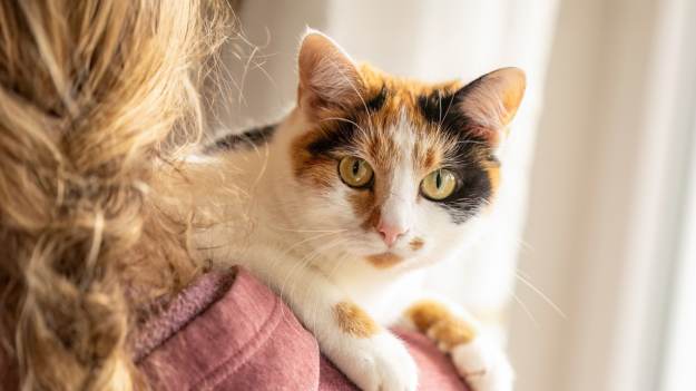 Jak pokazać kotu, że naprawdę go kochasz? Oto 5..