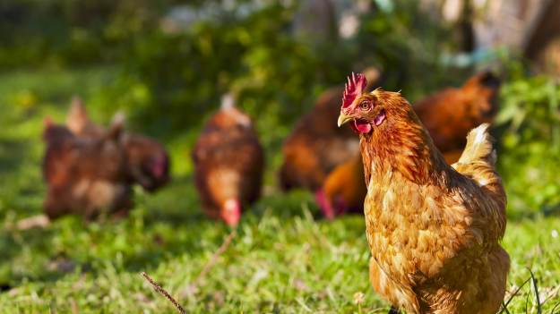 RMF Extra: Zamarzył mu się rosół, zdradziło go gdakanie. Użył "pieprzu", a teraz grozi mu 10 lat więzienia