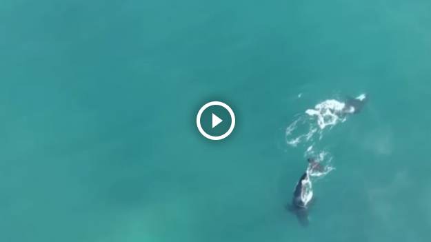 RMF Extra: Orki zapolowały na rekina. Nie miał szans. Wszystko nagrał dron [WIDEO]