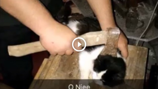 RMF Extra: Nagrali, jak na imprezie maltretują kota. Szuka ich policja [18+]