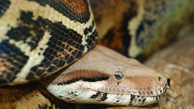 RMF Extra: Ogromny wąż utknął na ogrodzeniu. Musieli interweniować ratownicy [FOTO]