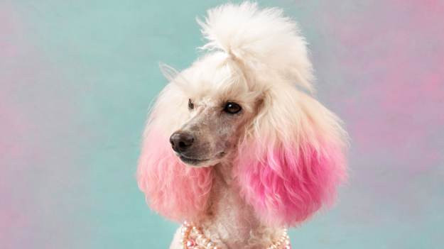 RMF Extra: Zamieniła pudla w jednorożca. Upiera się, że pies tego chce. Internauci grzmią [FOTO]