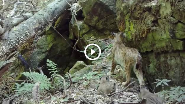 RMF Extra: Małe rysie w obiektywie fotopułapki! To prawdziwa gratka dla miłośników przyrody: "Jakie śliczne" [WIDEO] 