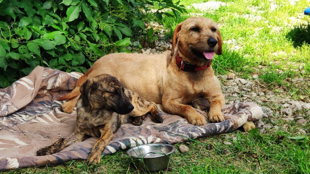 RMF Extra: Mona i Grześ szukają schronienia. Potrzebny "dom dla dwojga"