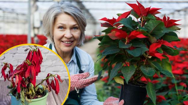 Dlatego gwiazda betlejemska gubi liście. Wielu..