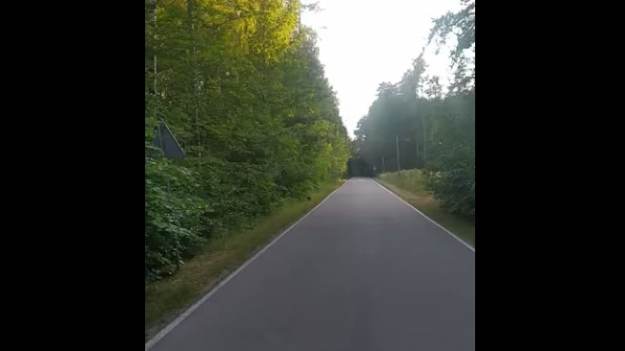 RMF Extra: Małe sarny niemal pod kołami! "Brawo dla pana kierowcy" [WIDEO]