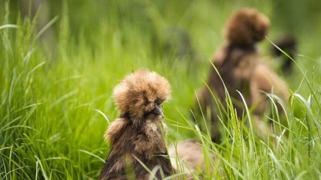 RMF Extra: Polują na kleszcze i ślimaki przez cały dzień. Wpuść je do ogrodu, a zapomnisz o problemie