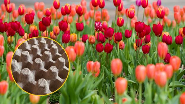 RMF Extra: Weź opakowania po jajkach i zanieś do ogrodu. Efekt już na wiosnę  