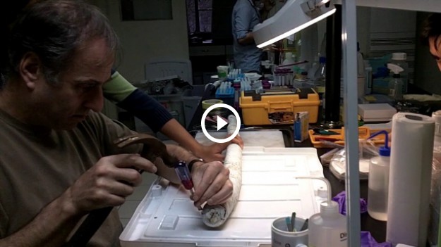 RMF Extra: Zobacz zwierzę, które odkryli naukowcy! "To jakby odnaleźć dinozaura"!