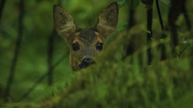 RMF Extra: Widzisz takie zwierzę w lesie? Nie próbuj go ratować! To może mieć katastrofalny skutek 