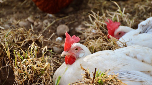 RMF Extra: Kury-mutanty znoszą jaja z lekarstwem na raka!