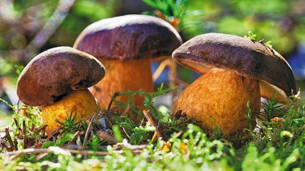 RMF Extra: Nie masz planów na weekend? Idź na grzyby!