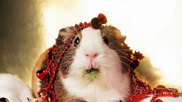 RMF Extra: "Jingle Bell Rock": Dziś 83. urodziny obchodziłby autor tego przeboju! 