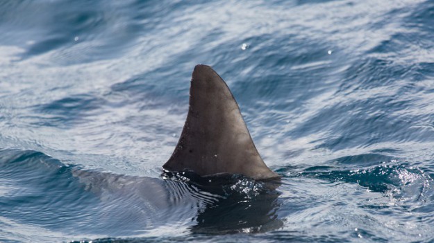 RMF Extra: Tragedia na Hawajach! Rekin zaatakował turystę. Mężczyzna zginął na miejscu