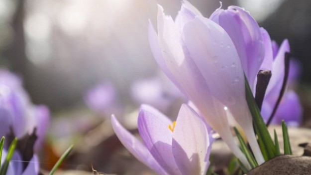 RMF Extra: Brytyjczycy cieszą się wiosną! Zobaczcie pierwsze zdjęcia! 