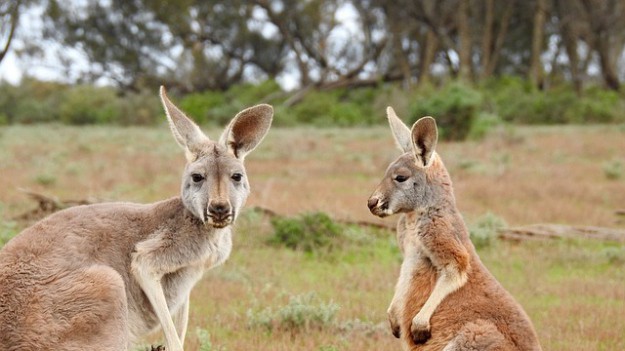 RMF Extra: Małżeństwo zaatakowane przez kangura! Kobieta została ciężko ranna