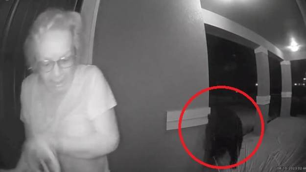 RMF Extra: Chciała przegonić koty z ogródka. Omal nie padła ofiarą ogromnego zwierzęcia  [WIDEO]