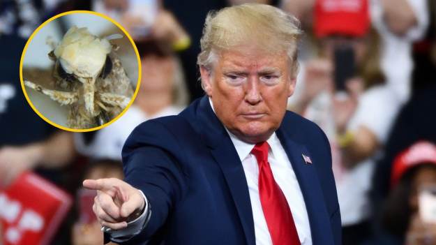 RMF Extra: Motyl nazwany na cześć Trumpa. Ma zadanie specjalne  