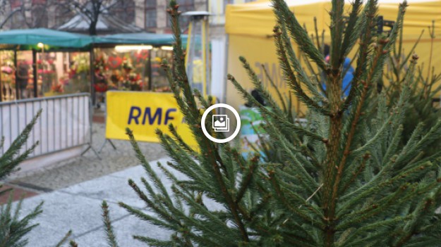 RMF Extra: Choinki pod choinkę: Antek Smykiewicz rozdaje dzisiaj świąteczne drzewka we Wrocławiu!