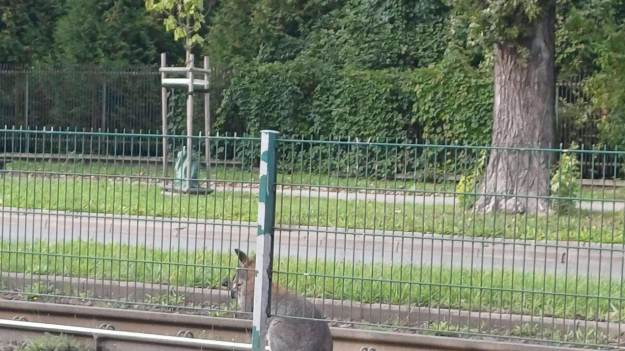 RMF Extra: Nowe informacje w sprawie kangura w Krakowie. Policja poinformowała