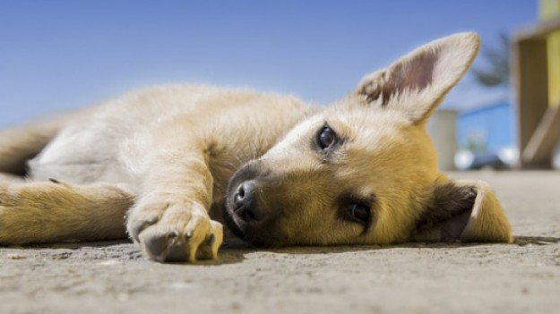 RMF Extra: Kiedy wpatrujesz się w smartfona Twój pies jest smutny. Eksperci: To grozi nawet depresją