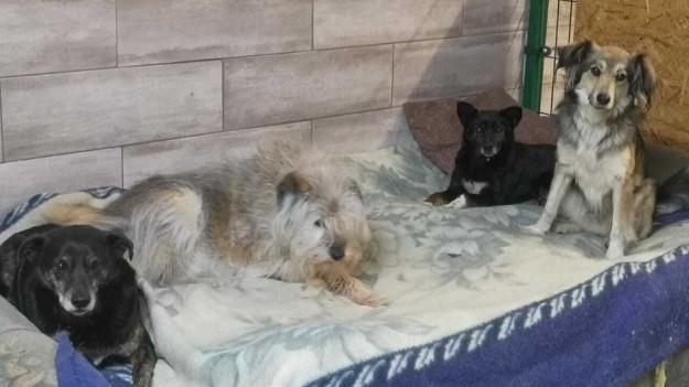 RMF Extra: Ta organizacja ratuje psie życia. Pomóżmy jej pomagać! "Bez Ciebie nie damy rady"