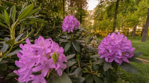 RMF Extra: Dwa proste kroki do morza kwiatów! Jak nawozić rododendrony na wiosnę?