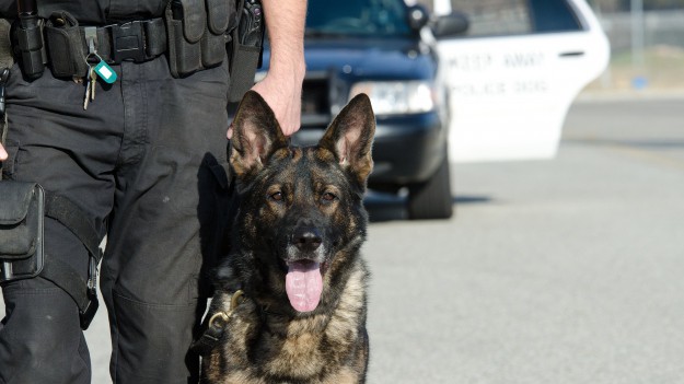 RMF Extra: Policyjne psy na pokładzie helikoptera! Czworonożni funkcjonariusze przeszli szkolenie