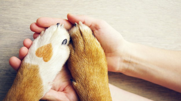 RMF Extra: 12-letnia suczka w końcu znalazła kochający dom! W schronisku spędziła ponad 6 lat!