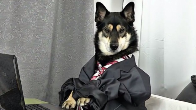 RMF Extra: Spot reklamowy biura podatkowego podbija Internet! "Umów się i przynieś kiełbasę"