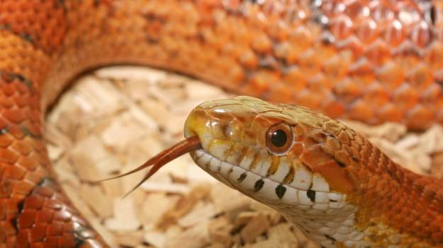 RMF Extra: Wąż wywołał panikę w pociągu. Pasażerowie uciekali w popłochu [FOTO]