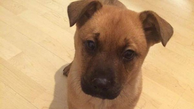 RMF Extra: Bądź odpowiedzialny, oszczędź psu stresu w noc sylwestrową! 