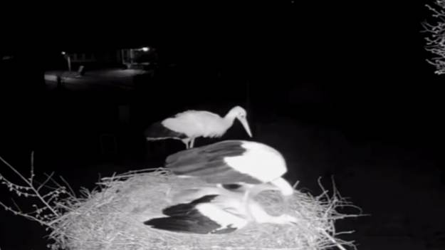 RMF Extra: Bocianica udawała martwą w czasie ataku! Dramatyczne sceny w gnieździe [WIDEO]