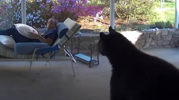 RMF Extra: Odpoczywał na tarasie. Dołączył do niego... niedźwiedź. Takiego finału spotkania nikt się nie spodziewał [WIDEO]