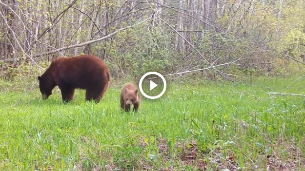 RMF Extra: Niedźwiadek atakuje fotopułapkę! Urocze nagranie rozczuliło internautów: "On chyba sprawia problemy wychowawcze" [WIDEO]