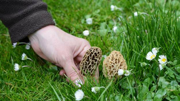 RMF Extra: Wyglądają jak plaster miodu i smakują obłędnie. Sprawdź, czy masz te wiosenne grzyby w ogrodzie