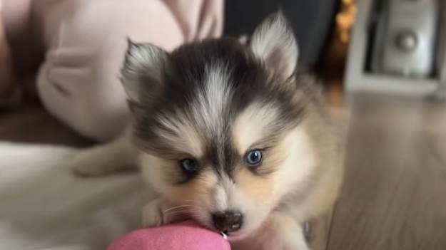 RMF Extra: Influencerka kupiła hybrydę psa - to mieszanka husky i pomeraniana. Internauci nie mają litości: "Żałosne zachowanie"