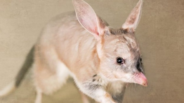 RMF Extra: Wielkanoc w Australii - prezenty przynosi... Wielkouch Króliczy!