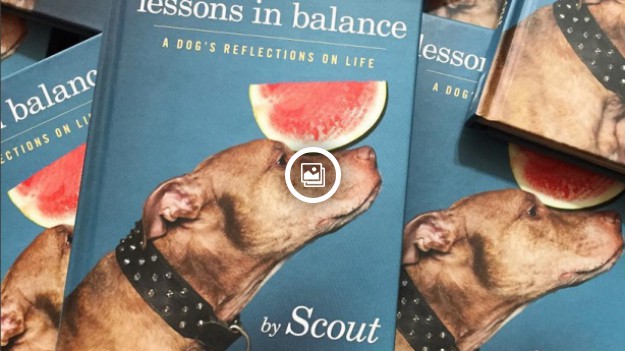 RMF Extra: Nie żyje "Stuff on Scout's Head", psia gwiazda Internetu