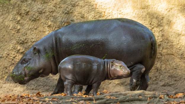 RMF Extra: Niezwykłe narodziny w gdańskim zoo. To gatunek zagrożony wyginięciem