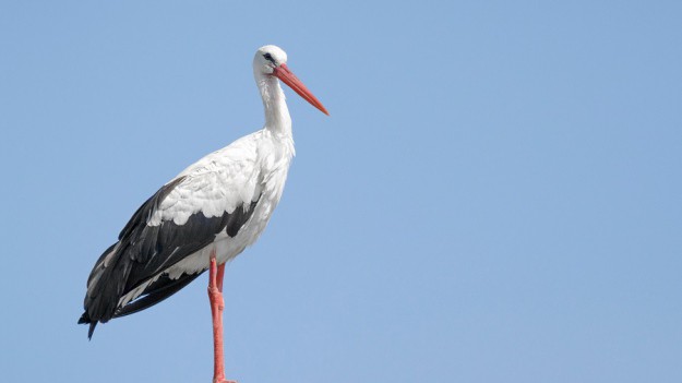 RMF Extra: Zamiast wybrać się do ciepłych krajów, został na podkrakowskim parkingu. Zaskakująca historia niesfornego bociana [FOTO]