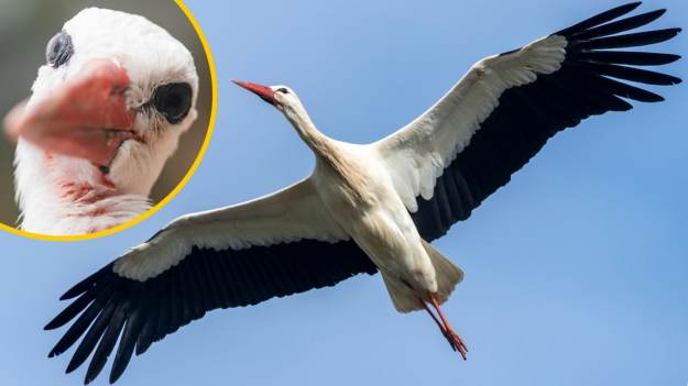 RMF Extra: Te zdjęcia zrobiły... bociany. Badacze z Polski zamontowali ptakom nadajniki z kamerami. „Wyprzedziliśmy amerykańskich naukowców”