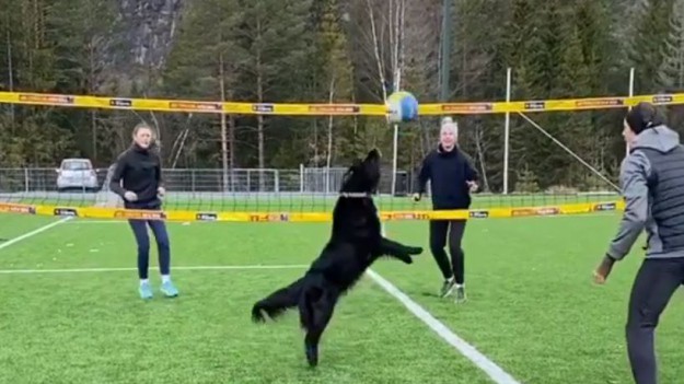 RMF Extra: Ta psina potrafi grać lepiej w siatkówkę niż niejeden człowiek! Trenuje z Mathiasem Berntsenem podczas pandemii koronawirusa